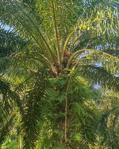 Palm oil estate during my first visit